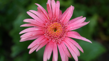 Pink Flower Pink Flower