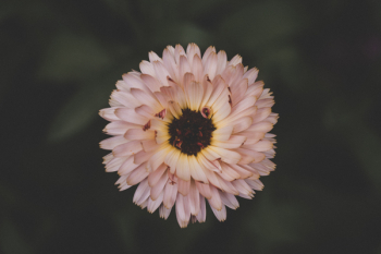 Pink Flower Pink Flower