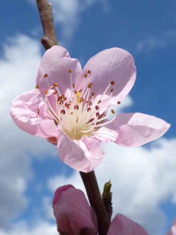 Pink Flower Pink Flower