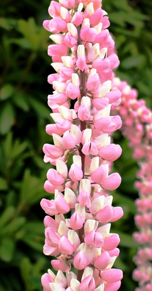Pink Flower Pink Flower