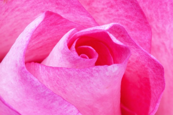 Pink Flower Pink Flower