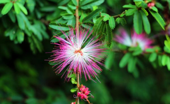 pink flower pink flower