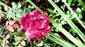 Pink Flower Pink Flower