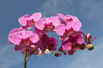 Pink Flower Pink Flower