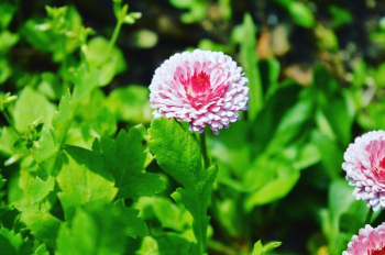 Pink Flower Pink Flower