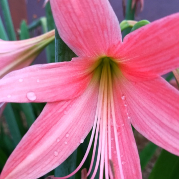 Pink Flower Pink Flower