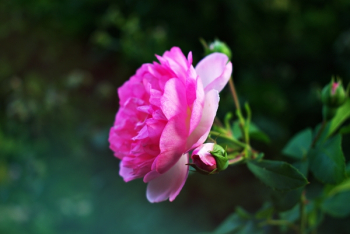 Pink Flower Pink Flower