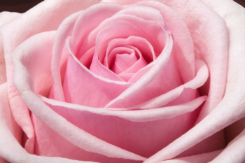 Pink Flower Pink Flower
