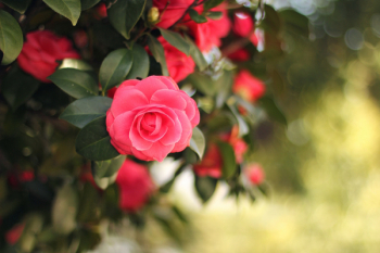 Pink Flower Pink Flower