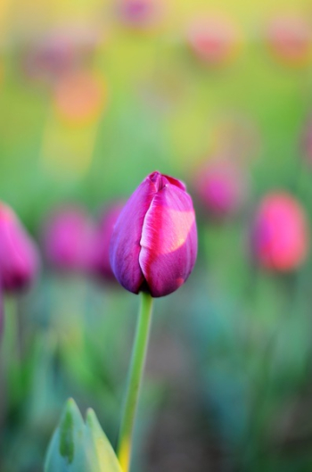 Pink Flower Pink Flower