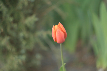 Pink Flower Pink Flower