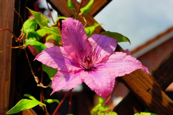 Pink Flower Pink Flower