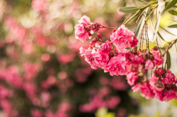 Pink Flower Pink Flower