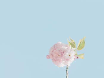 Pink Flower Pink Flower