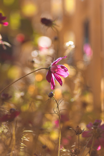 Pink Flower Pink Flower