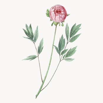 Pink flower drawing, aesthetic vintage | Free Vector - rawpixel Pink flower drawing, aesthetic vintage | Free Vector - rawpixel