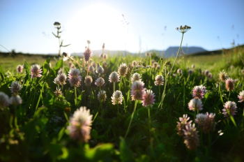 Pink Flower Field Pink Flower Field