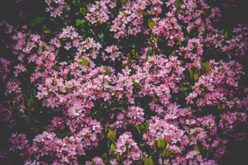 Pink Flower Field Pink Flower Field
