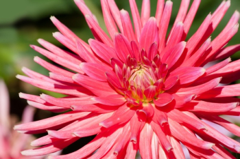 Pink Flower Illustration Pink Flower Illustration