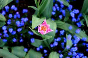 Pink Flower Illustration Pink Flower Illustration