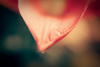 Pink Flower Petal With Dew Drop Close-up Photo Pink Flower Petal With Dew Drop Close-up Photo