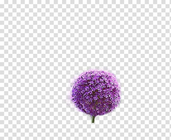 Pink flower plant, Purple Coppenrath publisher Pattern, Purple Dandelion transparent background PNG clipart