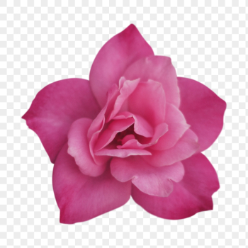 Pink flower png, camellia clipart, | Free PNG - rawpixel