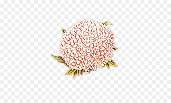 pink flower protea plant cut flowers pink flower protea plant cut flowers