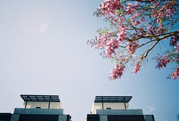 Pink Flowering Tree Pink Flowering Tree