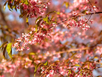 Pink Flowering Tree Pink Flowering Tree