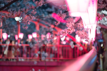 Pink Flowering Tree Pink Flowering Tree