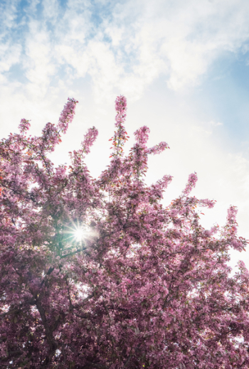 Pink Flowering Tree Low-angle Photography Pink Flowering Tree Low-angle Photography