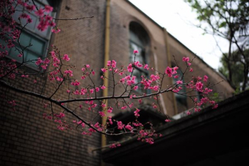 pink flowering tree near building pink flowering tree near building