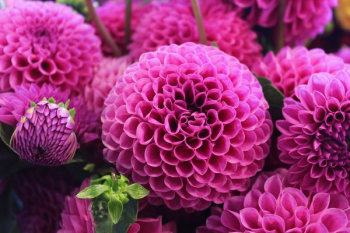 pink flowers pink flowers