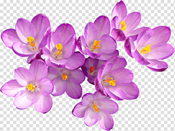 Pink flowers, Autumn Crocus Flower Purple, Red and purple crocus transparent background PNG clipart