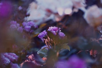 Pink Flowers Blooming