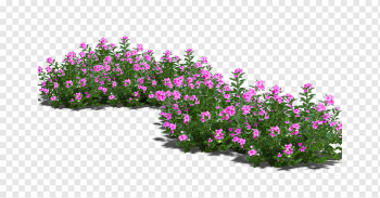 pink flowers, Bonsai Flowerpot, Potted flowers, world, annual Plant, lawn png