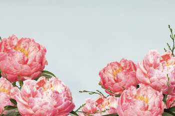 Pink flowers border background background, | Free Photo - rawpixel Pink flowers border background background, | Free Photo - rawpixel