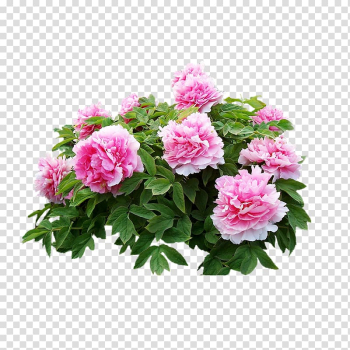 Pink flowers, Heze Moutan peony u8fceu5ba2u677e Dianjiang County, Real flowers pink peony transparent background PNG clipart