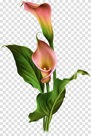 Pink flowers illustration, Arum Lilies Flower Arum-lily, Hand-painted calla lily flowers transparent background PNG clipart