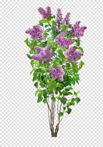 Pink flowers illustration, Common lilac Flower Shrub Plant, hydrangea transparent background PNG clipart