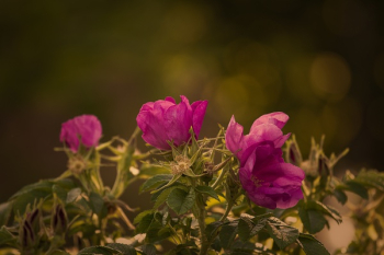 Pink Flowers in Bloom Pink Flowers in Bloom