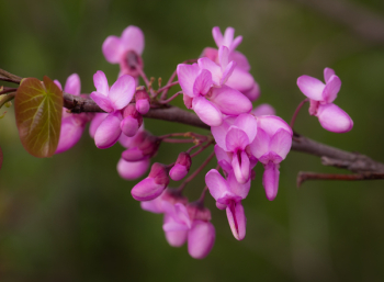 Pink Flowers on Branch Pink Flowers on Branch