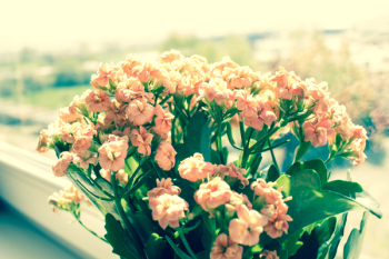Pink Flowers on Green Plants Phptography Pink Flowers on Green Plants Phptography