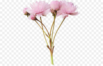 Pink flowers Peony Clip art - Pink flowers Pink flowers Peony Clip art - Pink flowers