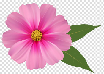 Pink flowers , Pink Flower , pink cosmos flower transparent background PNG clipart