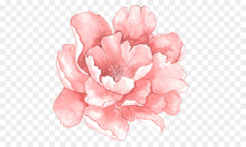 Pink flowers Watercolor painting - Pink watercolor flowers in full bloom 