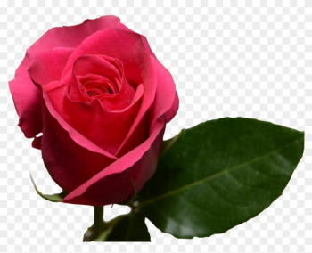 Pink Floyd - Rose Pink Floyd - Rose