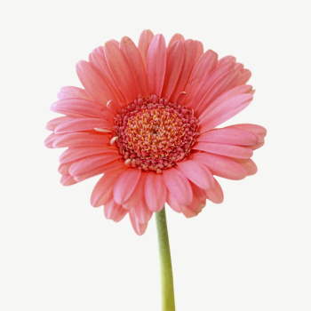 Pink gerbera collage element | Free PSD - rawpixel Pink gerbera collage element | Free PSD - rawpixel
