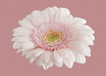 Pink gerbera daisy, flower clipart | Free Photo - rawpixel Pink gerbera daisy, flower clipart | Free Photo - rawpixel